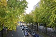 銀杏のある道路
