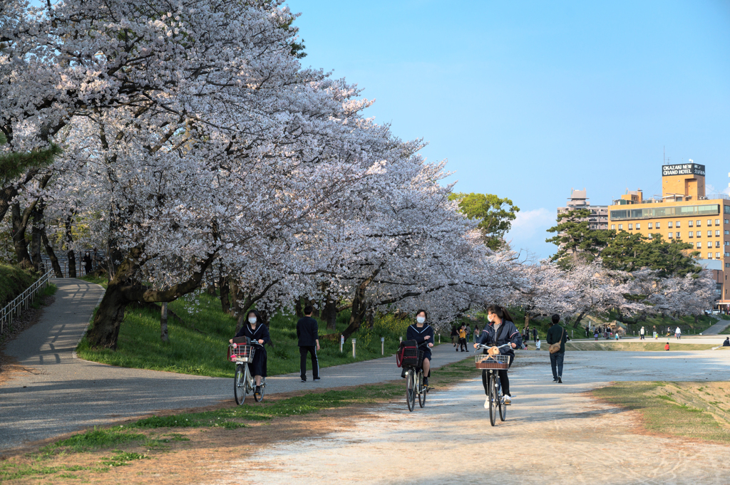 自転車で桜