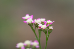 小さなお花