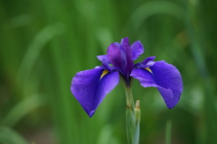 花菖蒲