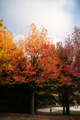 紅葉