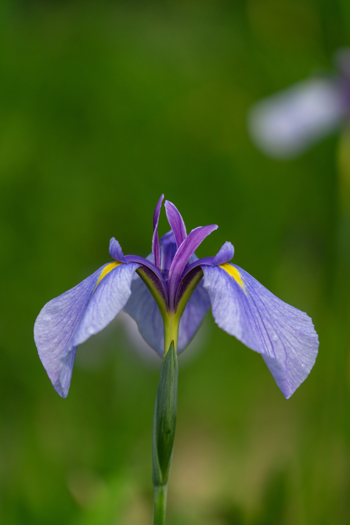 菖蒲