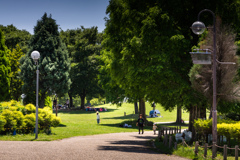 新緑の公園