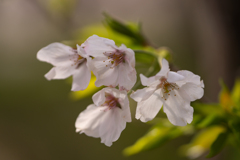 揺れる花弁