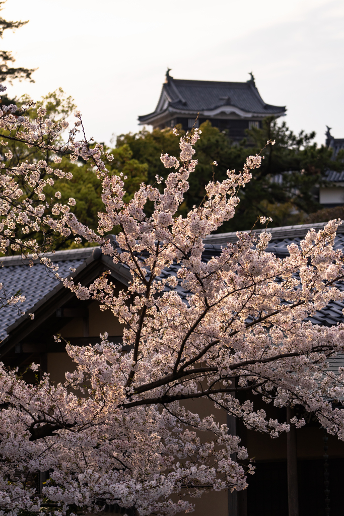夕暮れ桜