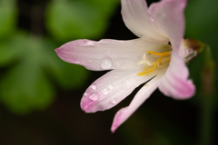 雨上がり