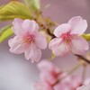河津桜