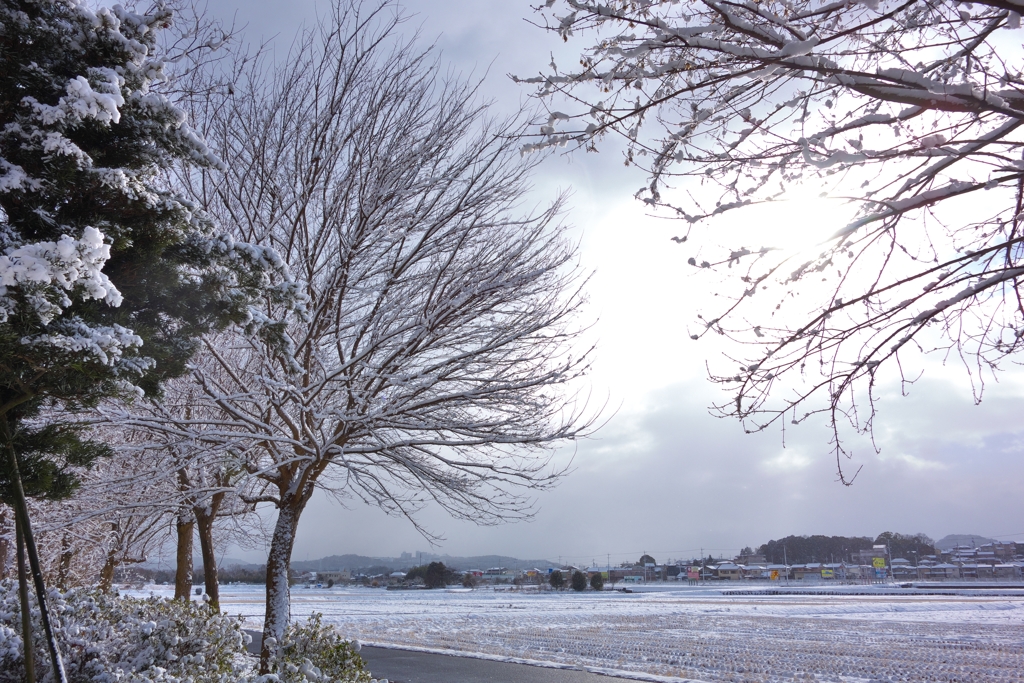 雪が降ってもすぐとけそう