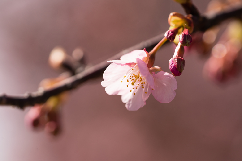 河津桜