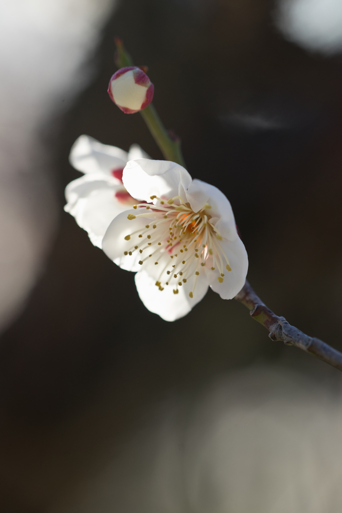 白梅