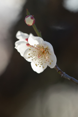 白梅