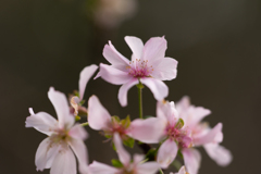 十月桜