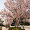 桜をめでる