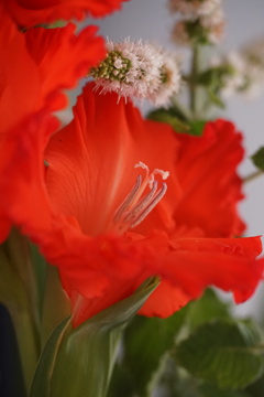 朱色の花