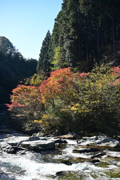 川沿いの紅葉