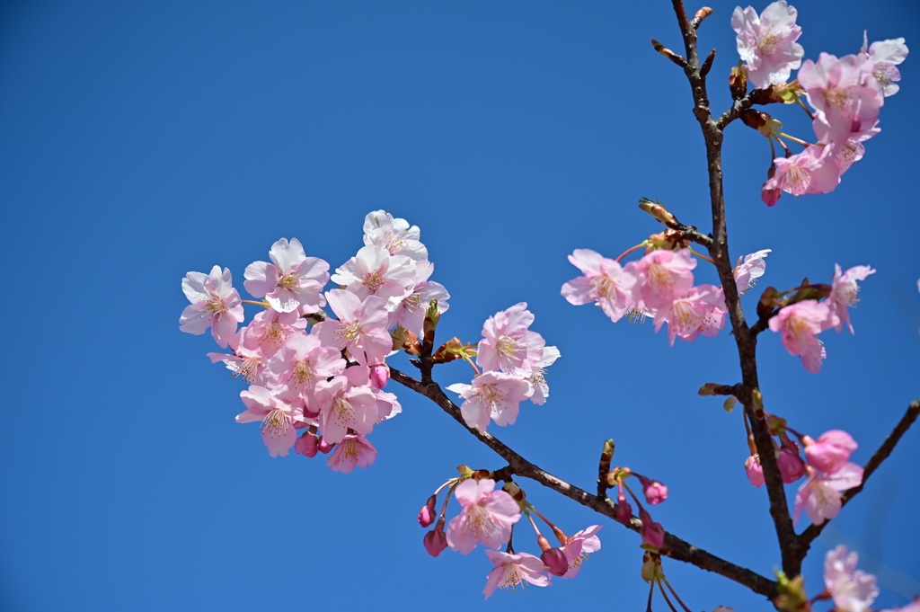 河津桜