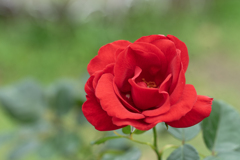 赤いバラ