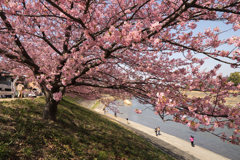 河津桜は見ごろ　３