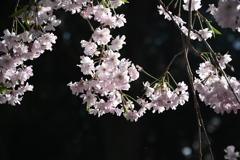 しだれ桜