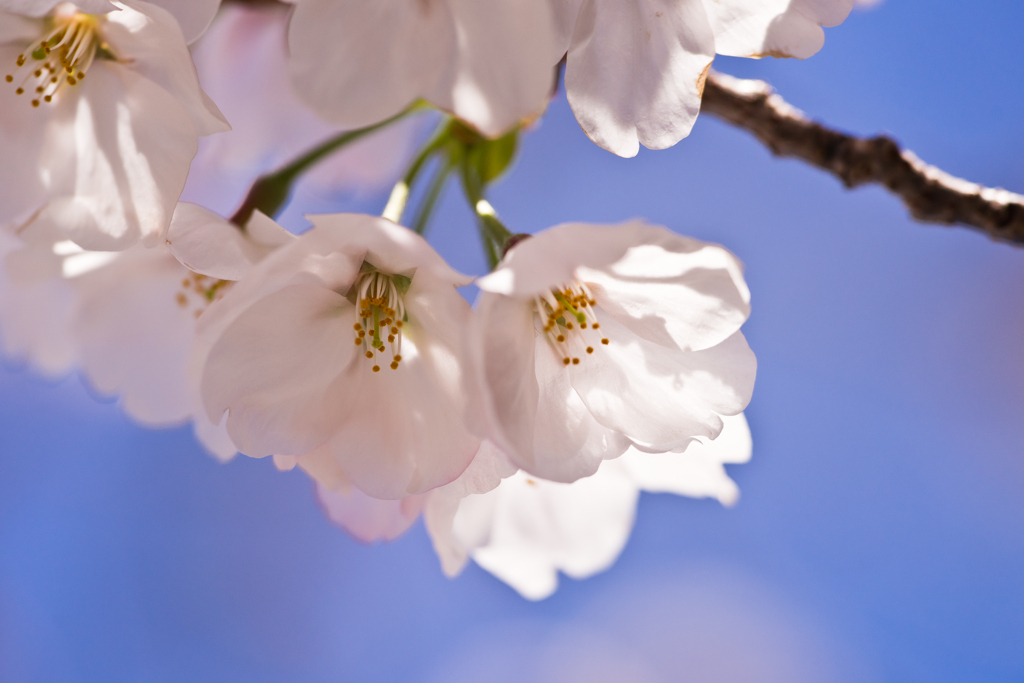 青空に桜