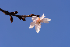 十月桜