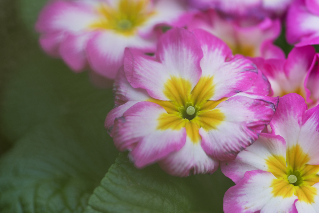 ピンクの縁取り