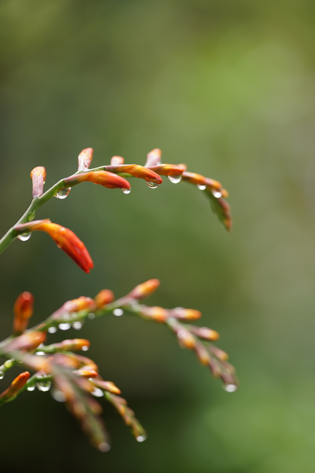 梅雨らしさ