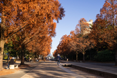 公園の並木