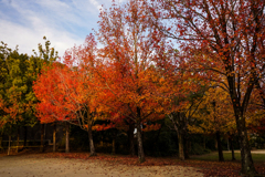 公園の紅葉