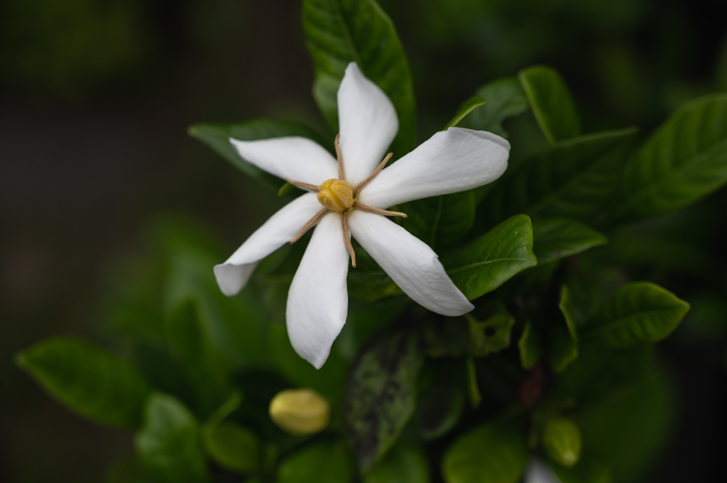 白い花