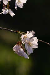 しだれ桜