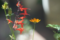サルビアとキバナコスモス