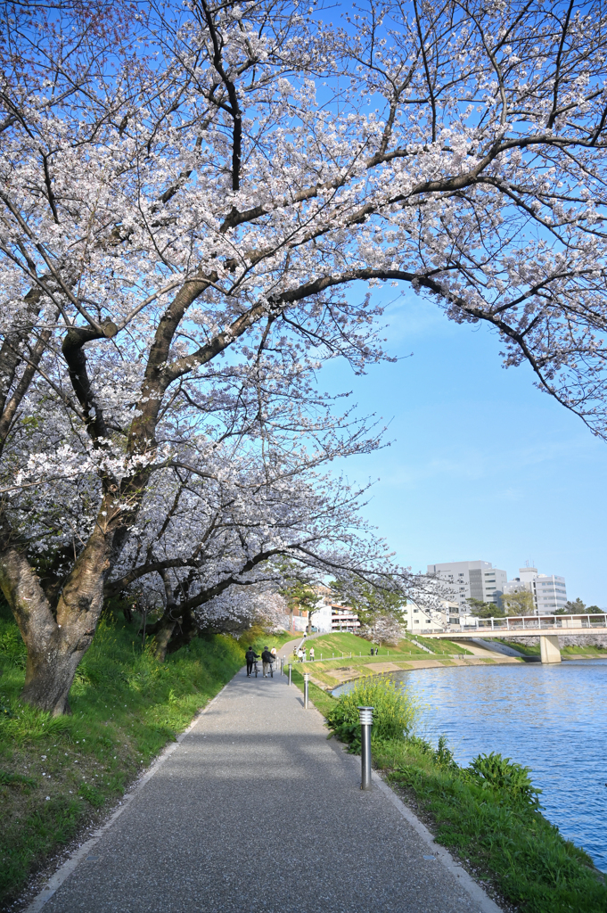 花見散歩