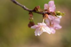 河津桜