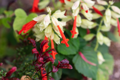 紅白の花