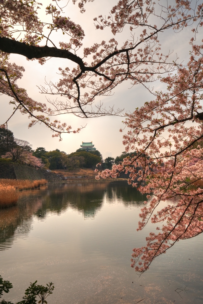 公園の桜　２