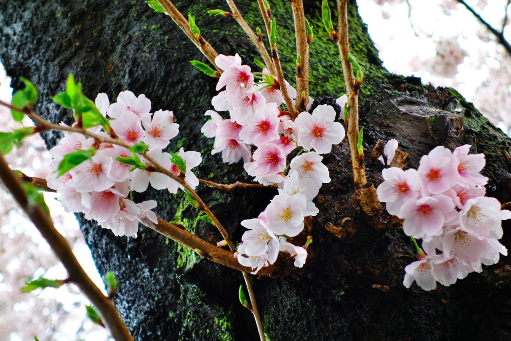 雨天の桜