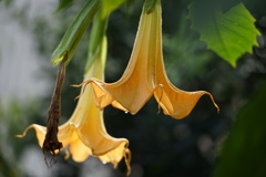 エンジェルストランペット