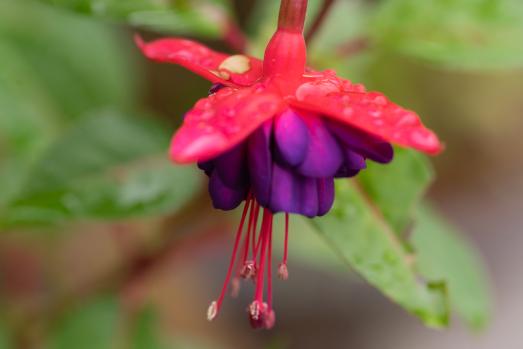 小さな雨除け