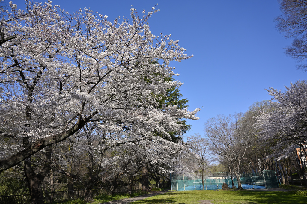 外堀通りの桜