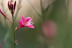 小さな花