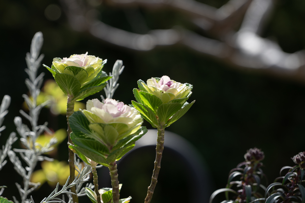 冬らしくなってきた