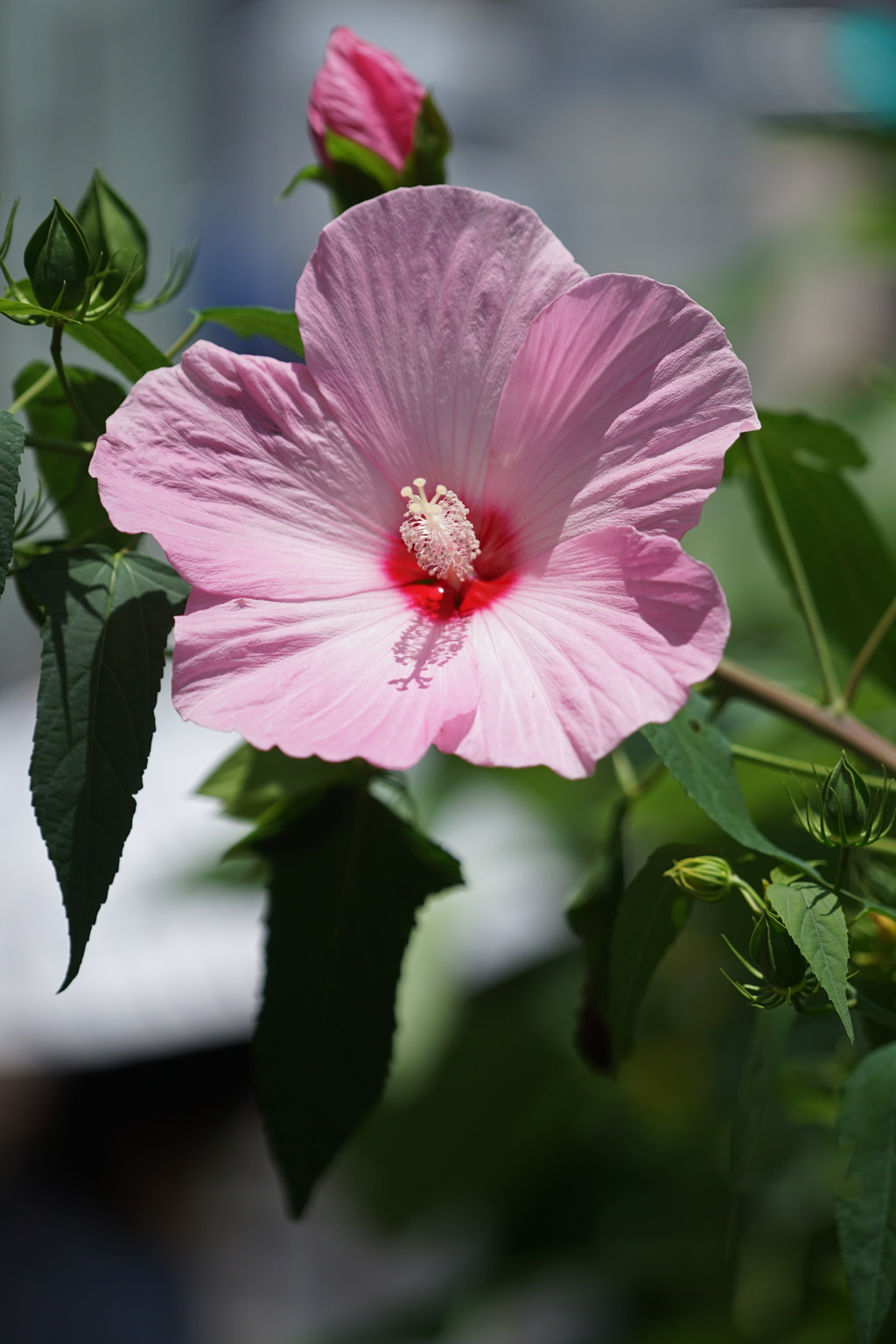 街角の大きな花
