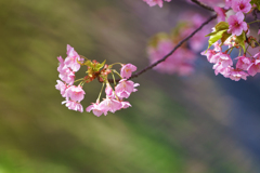 堤の桜