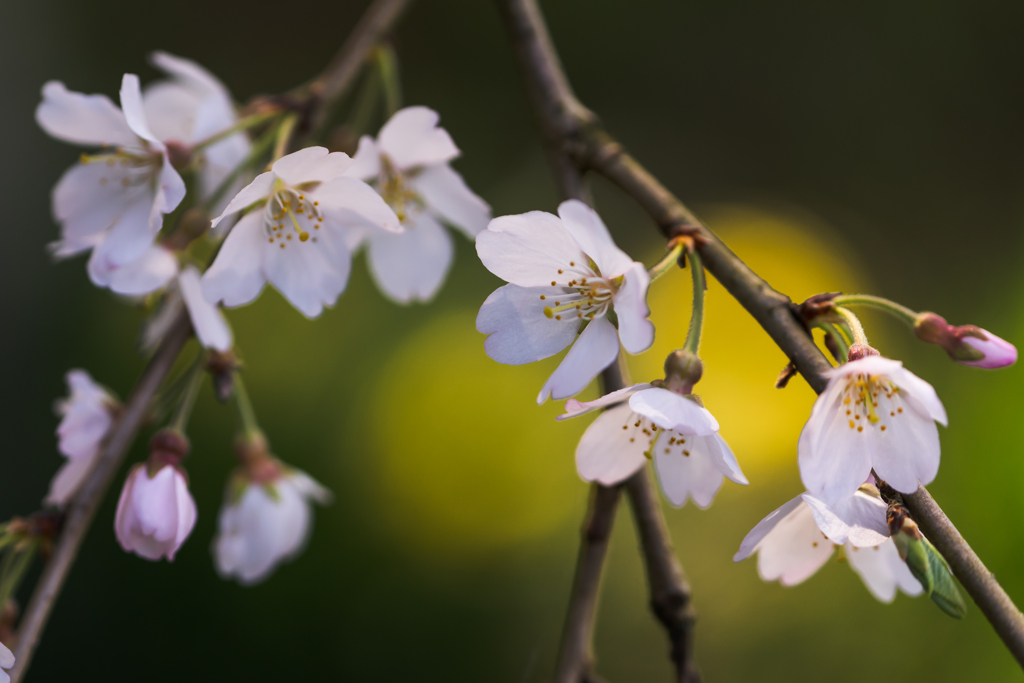 しだれ桜