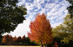 公園の紅葉