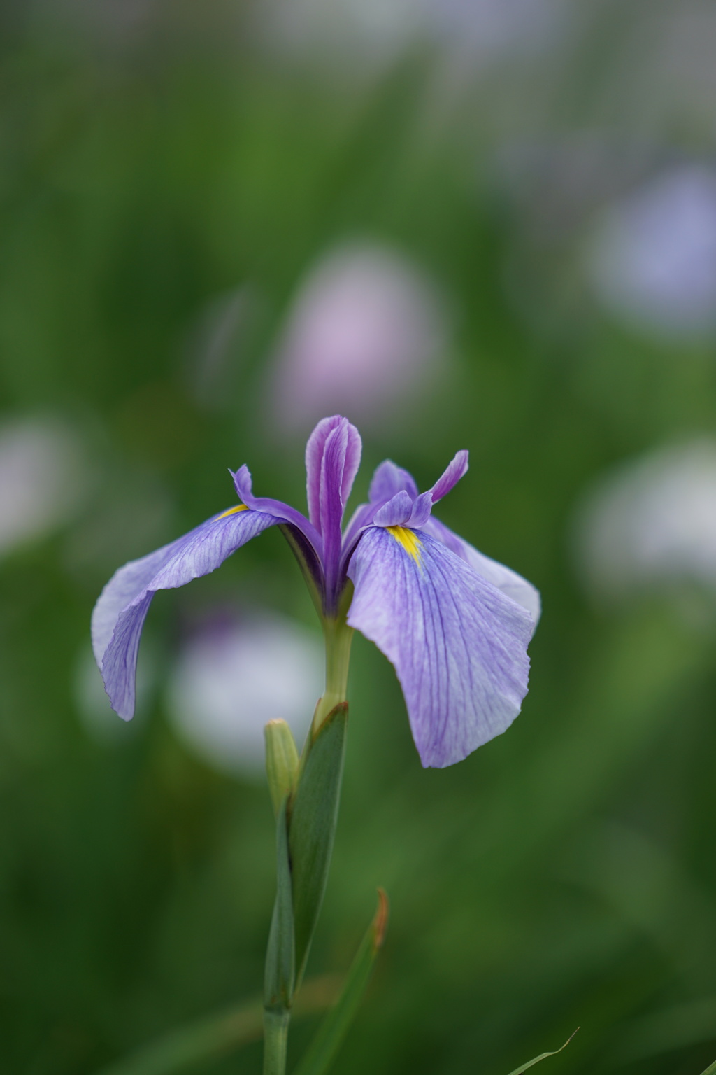 公園の菖蒲