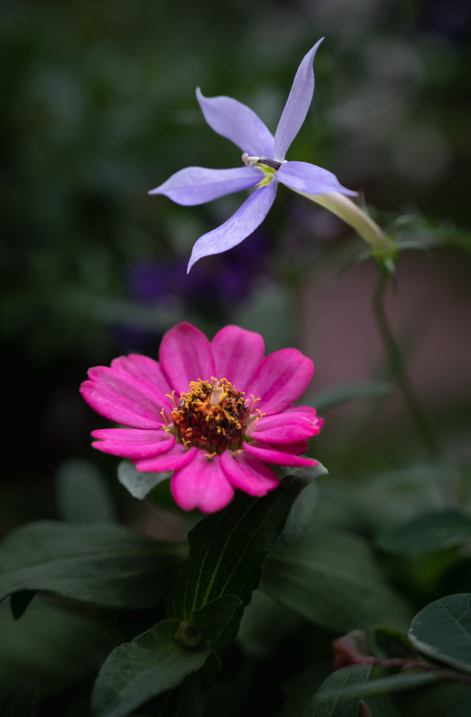 二つの花