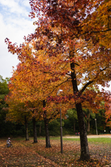 公園の紅葉