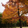 公園の紅葉
